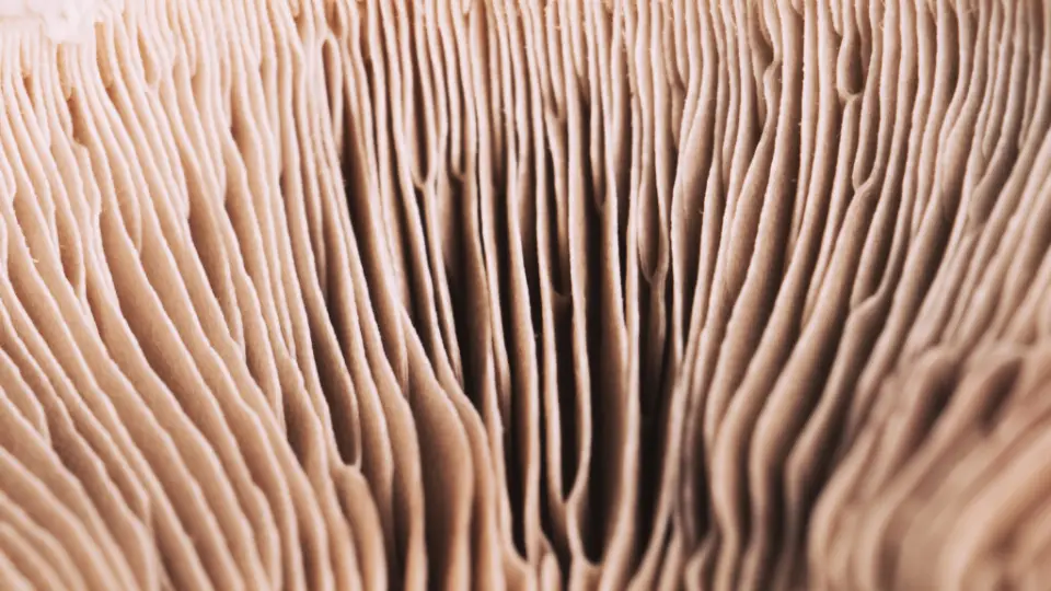 Tecidos de fungos dominam as passarelas de Paris em março de 2026